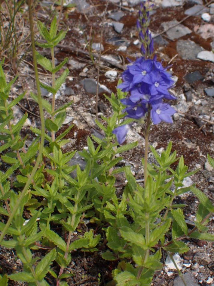 Bredbladet Ærenpris (Veronica austriaca ssp. teucrium)