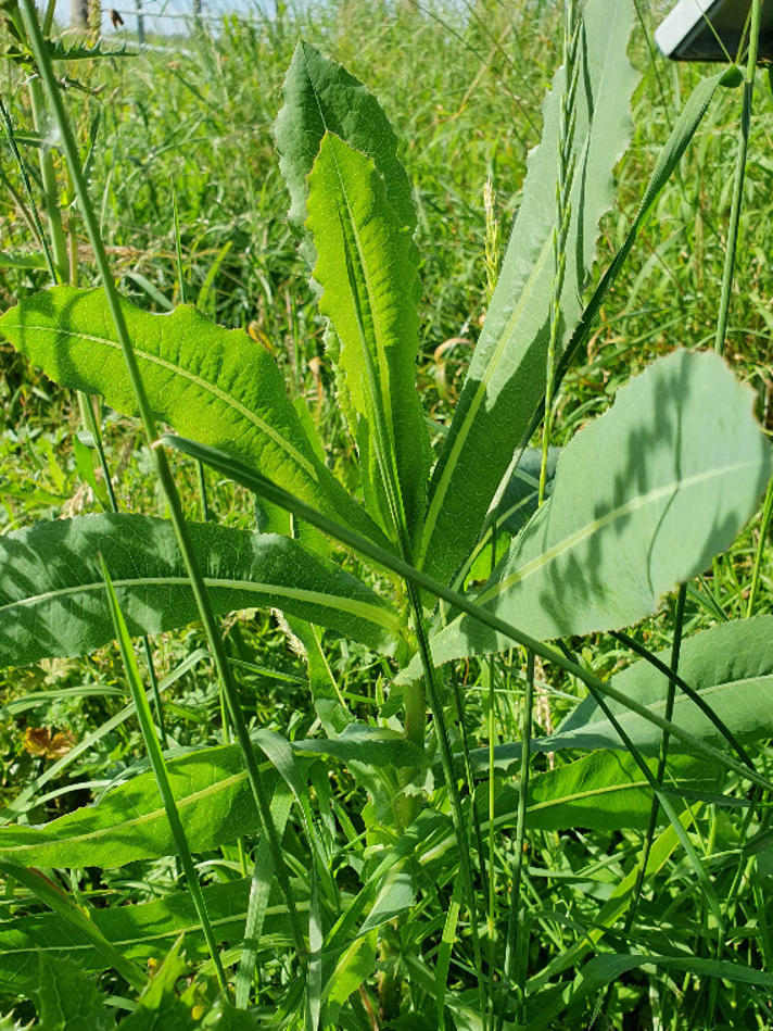 Tornet Salat (f. integrifolia)