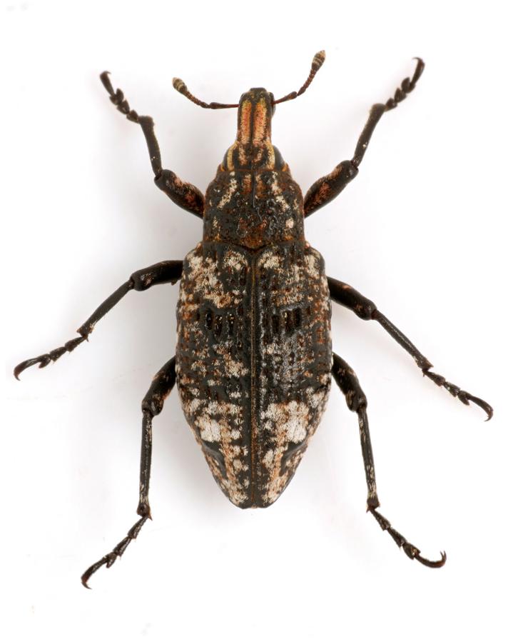 Coniocleonus turbatus