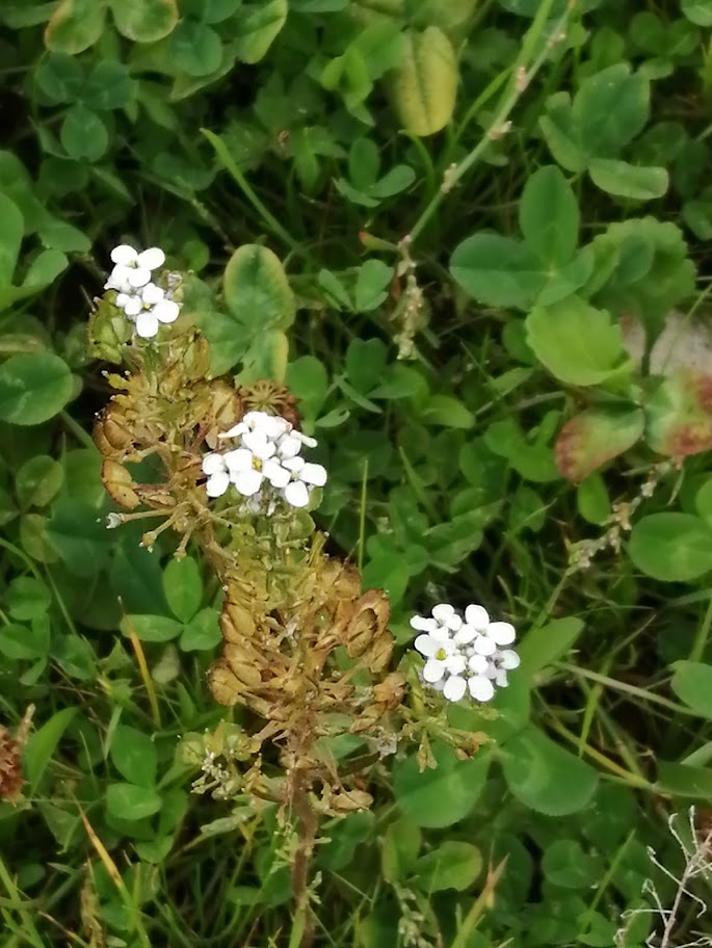 Hvid Sløjfeblomst