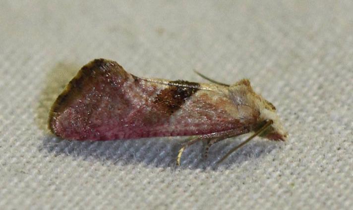 Cochylis roseana (Cochylis roseana)
