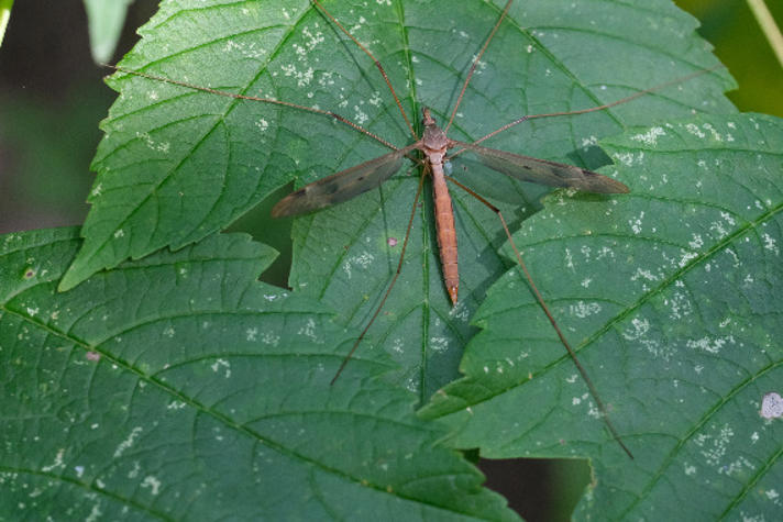 Tipula fulvipennis