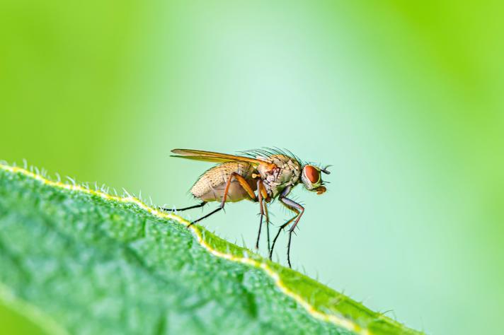 Tovinget Insekt ubest. (Diptera indet.)