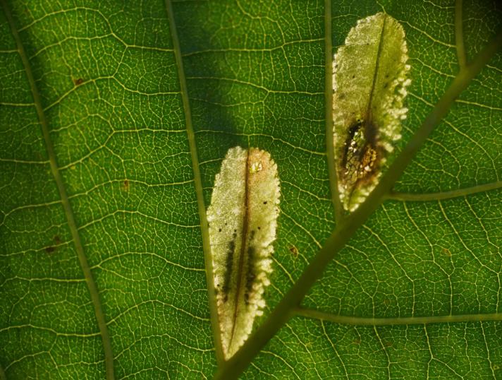 Phyllonorycter rajella