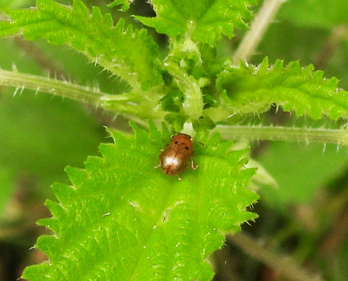 Gonioctena quinquepunctata