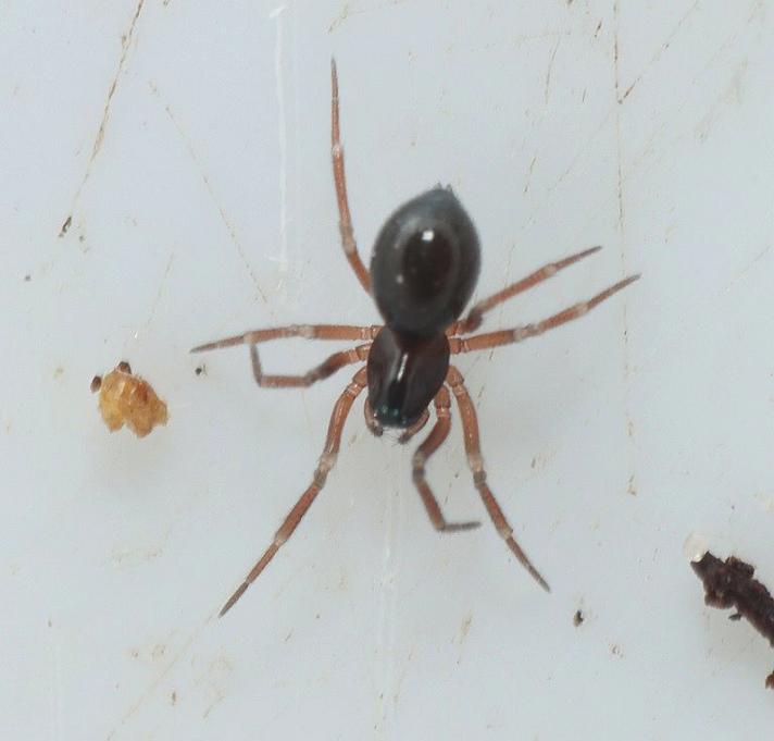 Linyphiidae ubest.