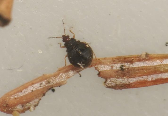 Loricula exilis