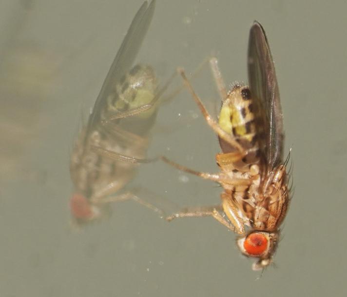 Drosophila busckii