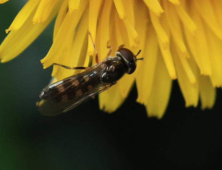 Platycheirus aurolateralis/Platycheirus scutatus/Platycheirus splendidus