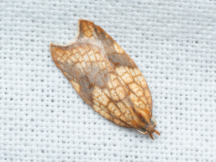 Acleris rhombana