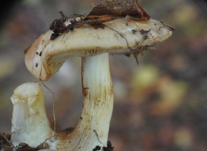 Cortinarius talus