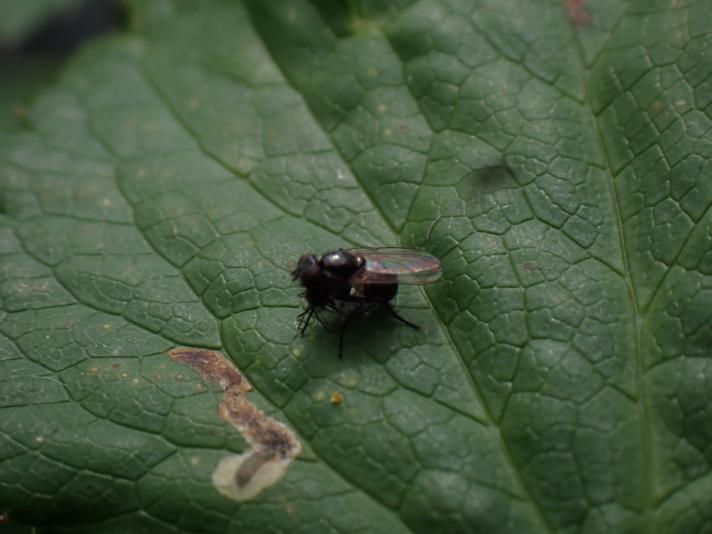 Coenosia agromyzina