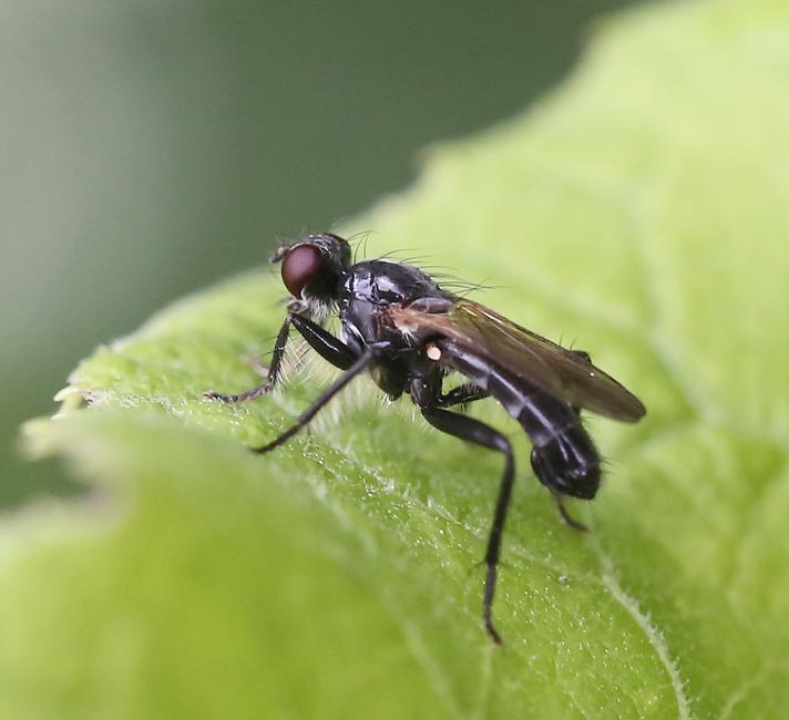 Cordilura ciliata