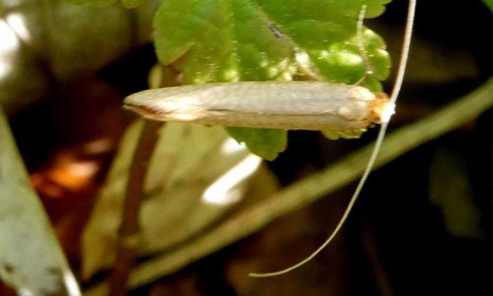 Stort Langhornsmøl (Nematopogon swammerdamella)