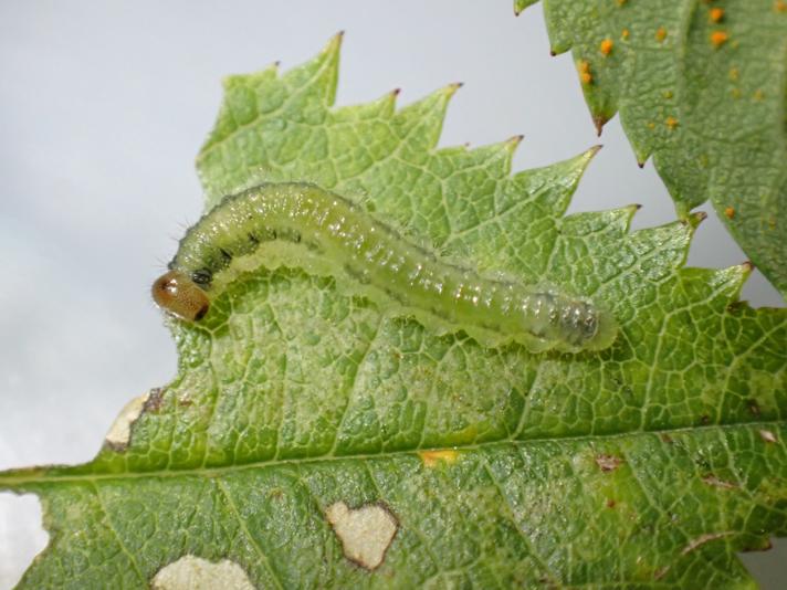 Cladius pectinicornis