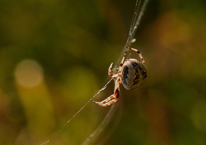 Larinioides sp.