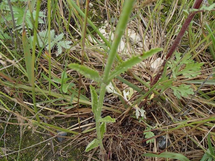 Kæmpe-Jernurt (Verbena bonariensis)