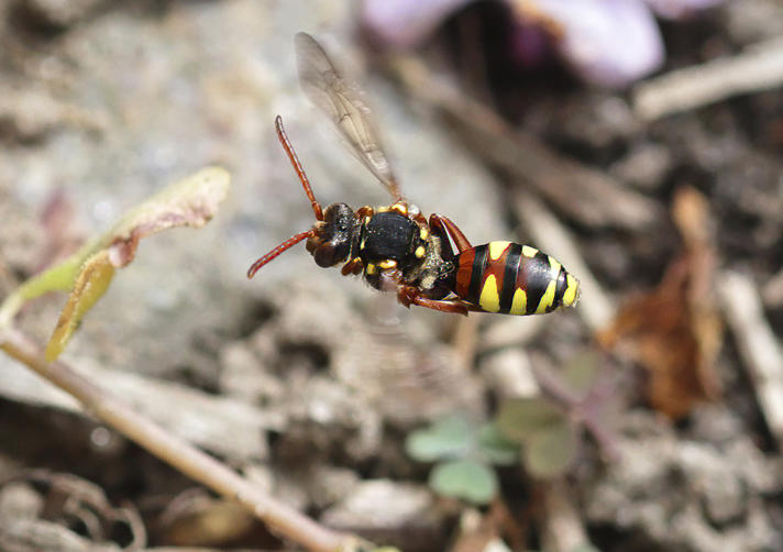 Nomada subcornuta