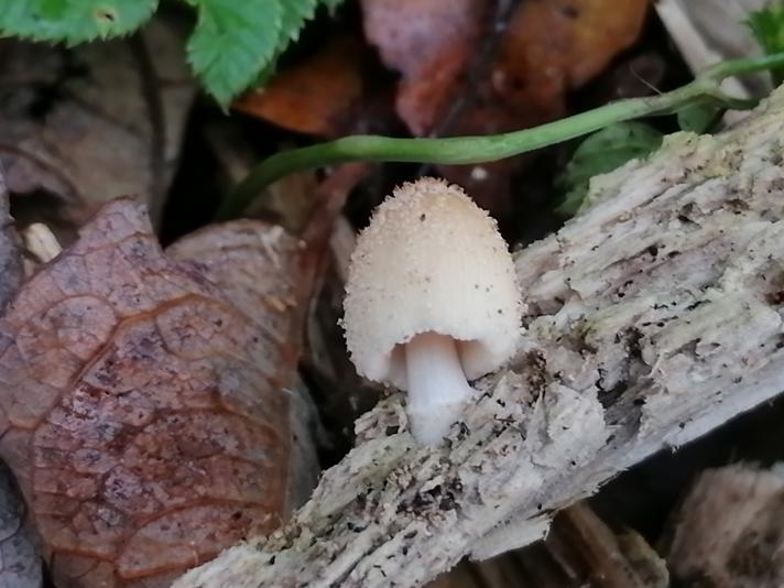 Coprinellus sp.