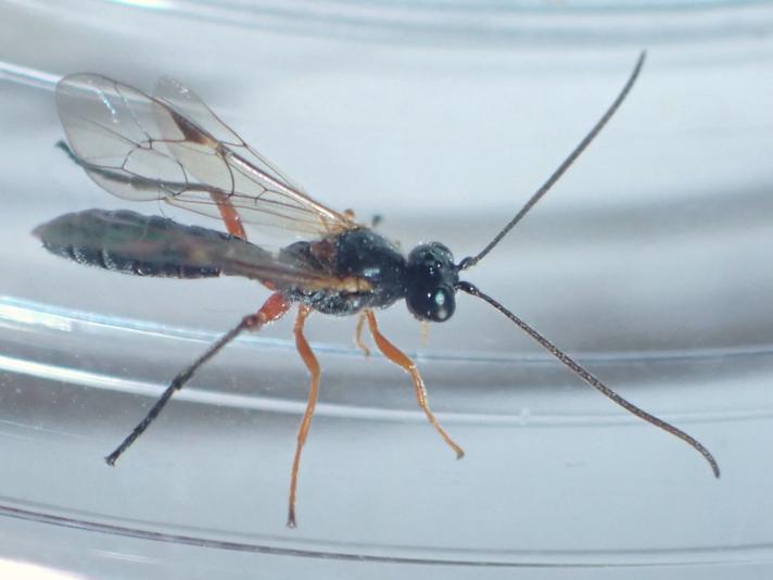 Smicroplectrus sp.