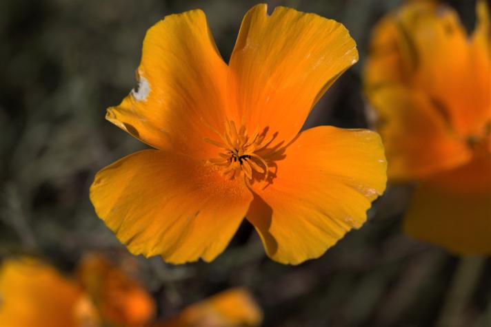 Kalifornisk Guldvalmue (Eschscholzia californica)