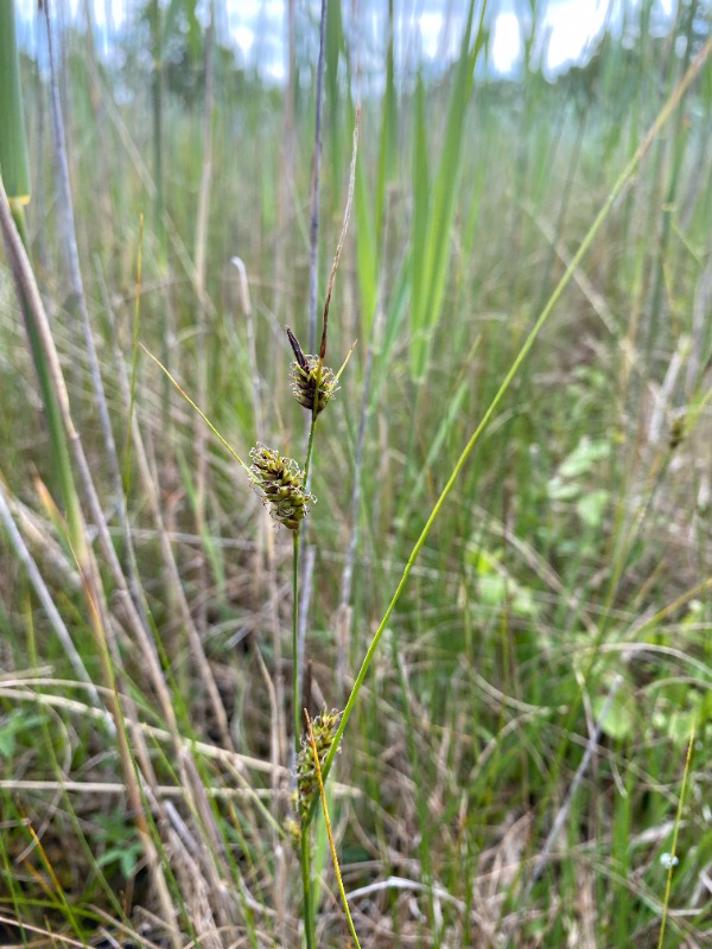 Tråd-Star (Carex lasiocarpa)