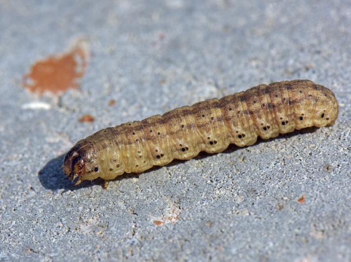 Agrotis sp.