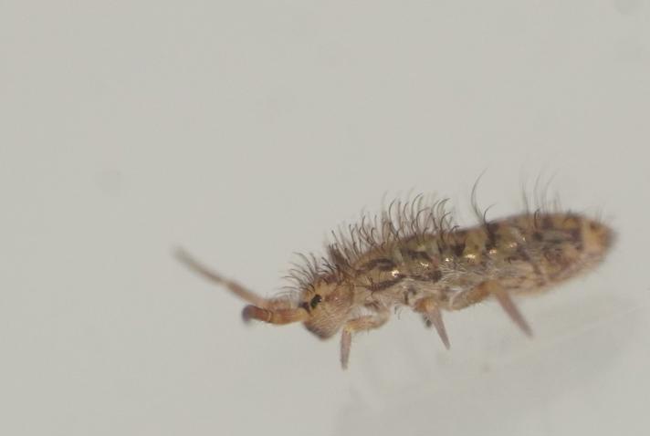 Orchesella villosa