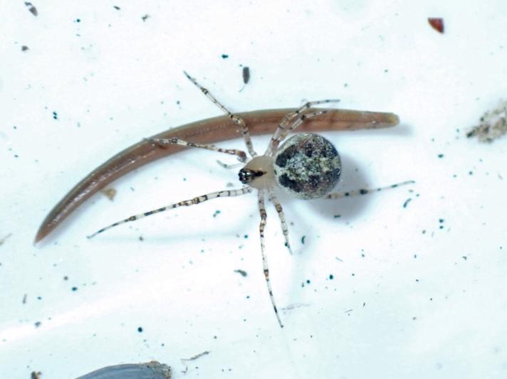 Blækkugleedderkop (Platnickina tincta)
