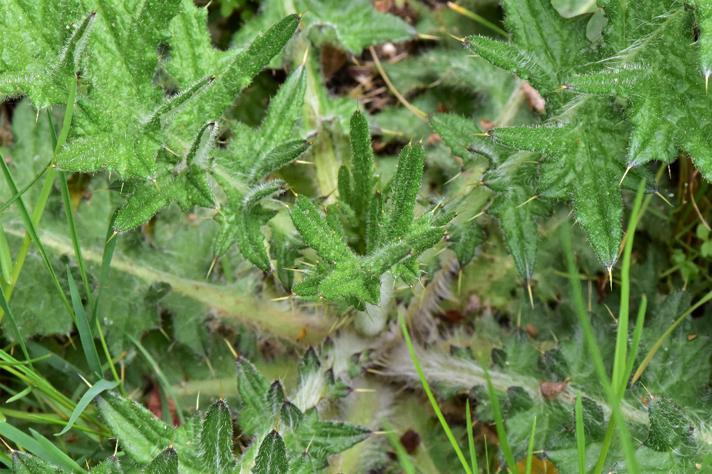 Horse-Tidsel (Cirsium vulgare)