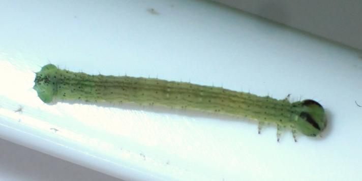 Sortrandet Måler (Lomaspilis marginata)