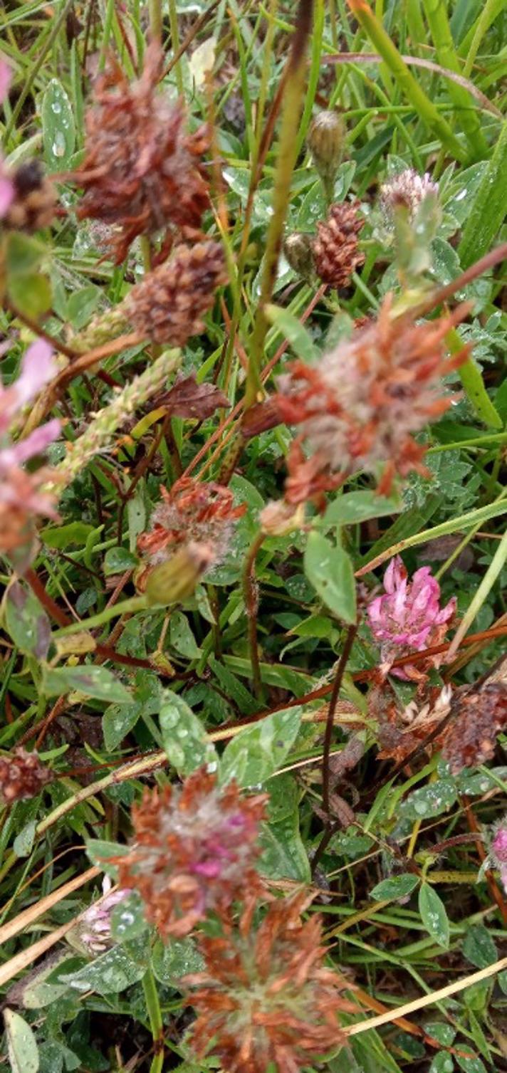 Rød-Kløver (Trifolium pratense)