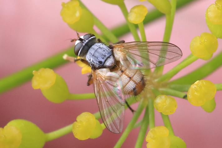 Subclytia rotundiventris