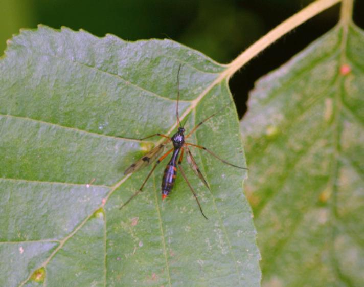 Ptychoptera contaminata