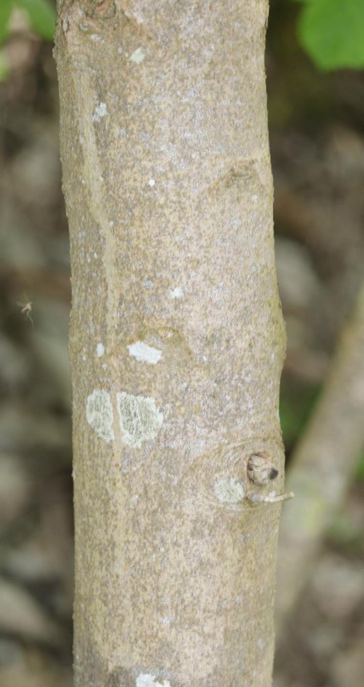 Ahorn (Acer pseudoplatanus)