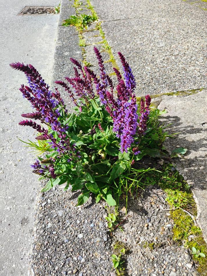 Småblomstret Salvie