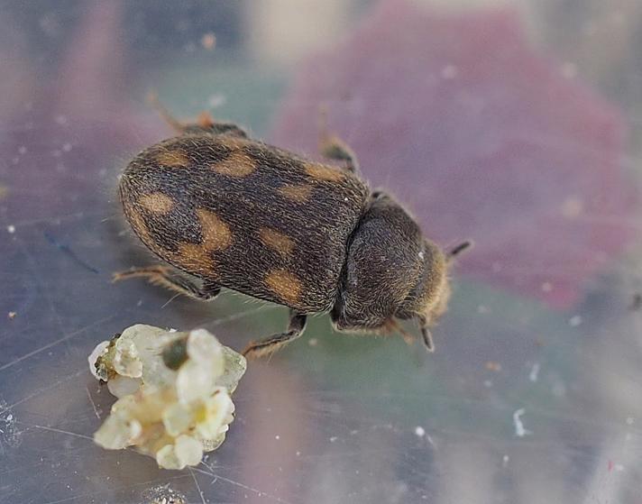 Heterocerus Hispidulus