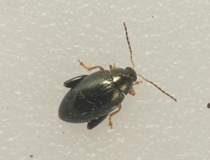 Psylliodes sp.