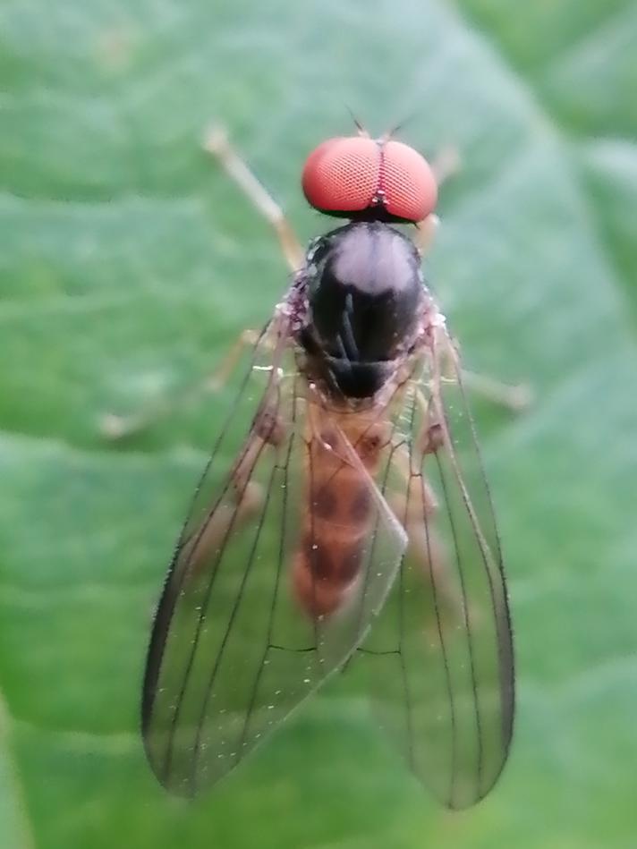 Agathomyia falleni