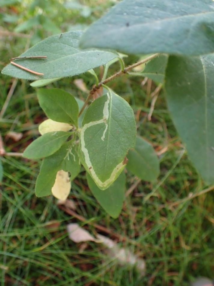 Aulagromyza cornigera (Aulagromyza cornigera)