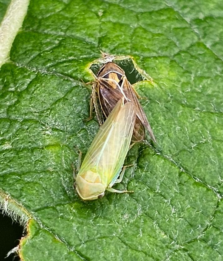 Macropsis infuscata