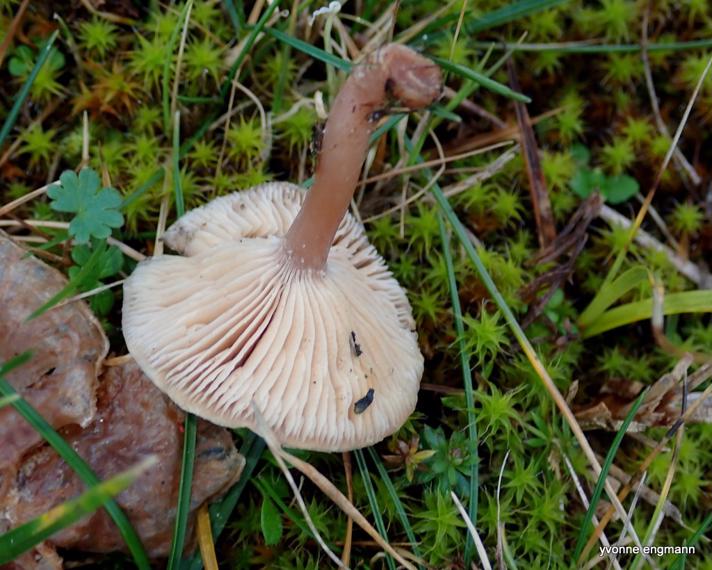 Eng-Tragthat (Clitocybe rivulosa)