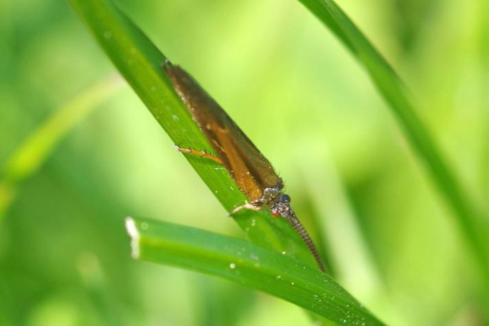 Limnephilus auricula