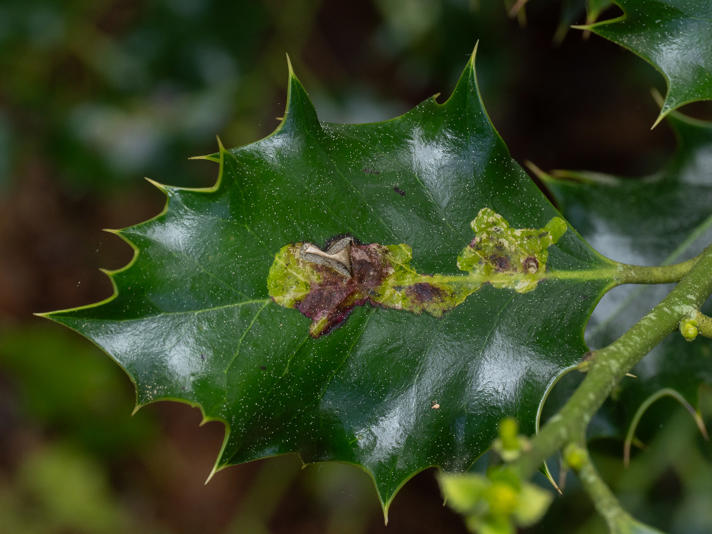 Kristtornminérflue