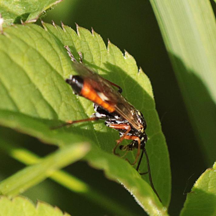 Tenthredopsis ornata