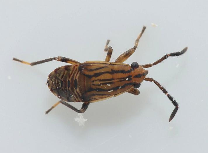 Peritrechus sp.