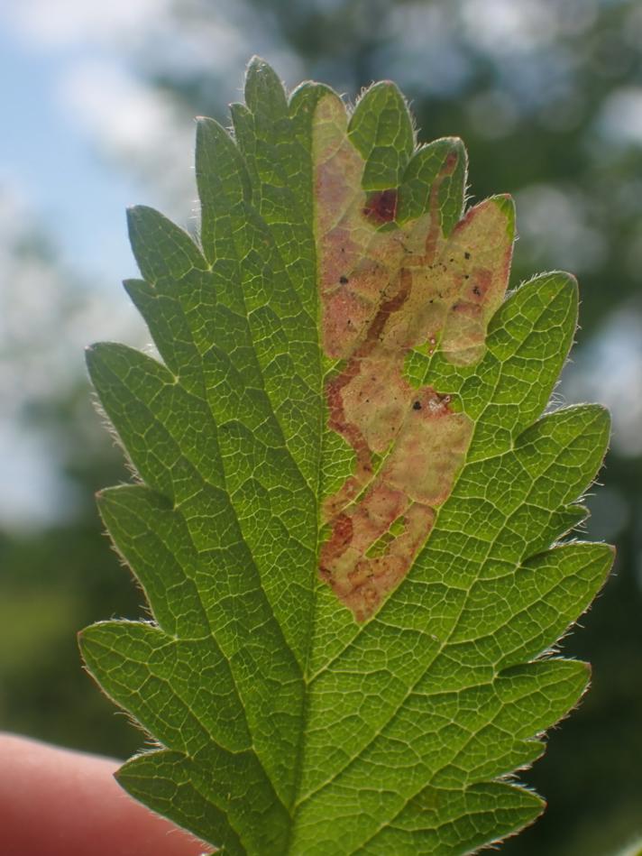 Agromyza sulfuriceps