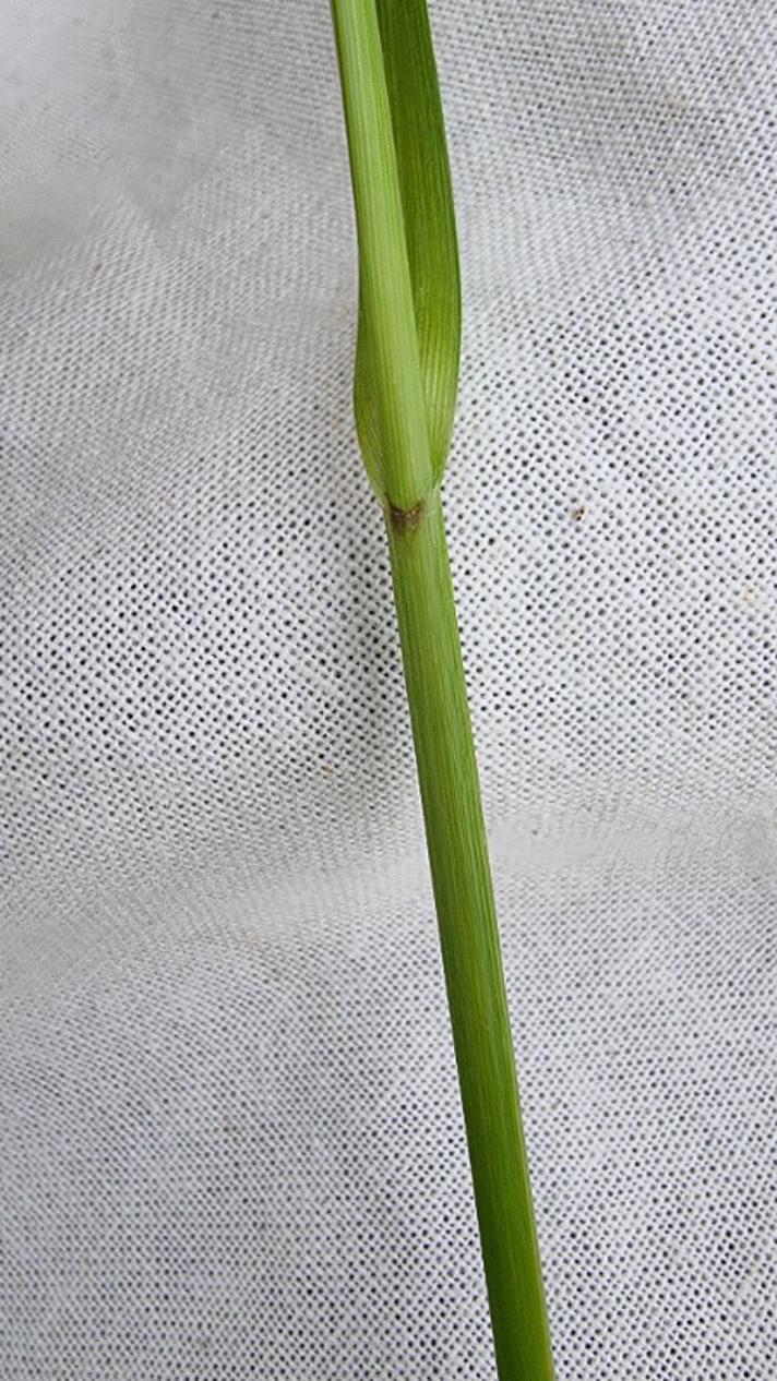 Blære-Star (Carex vesicaria)
