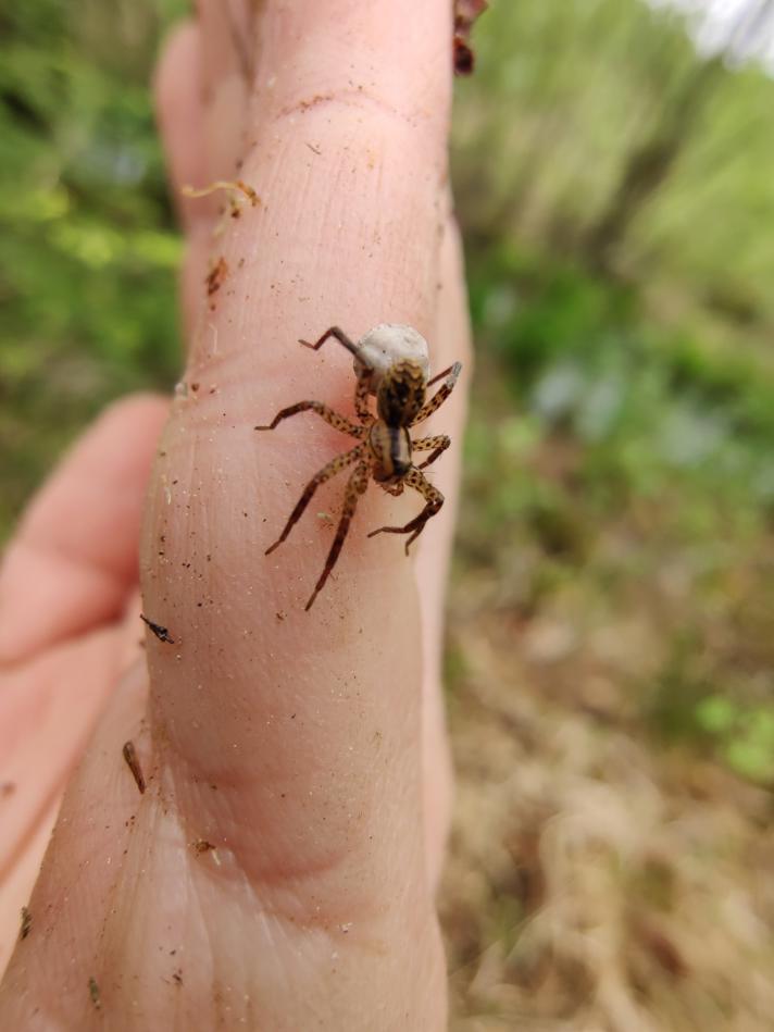 Hygrolycosa rubrofasciata