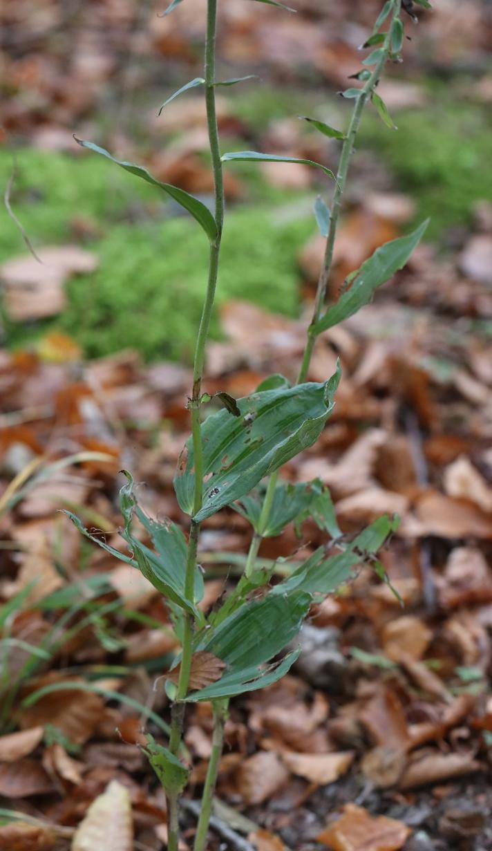 Tætblomstret Hullæbe